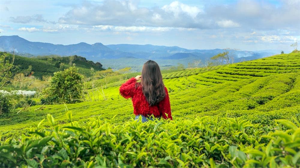 Du khách check in Đồi chè Cầu đất